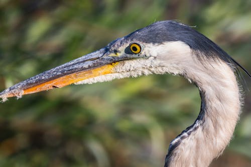 Closeup of Gray Heron
