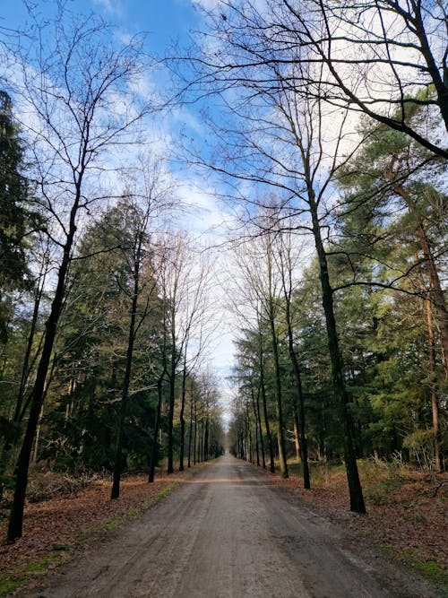 Symmetrical View of an Empty Road between Trees in a Forest