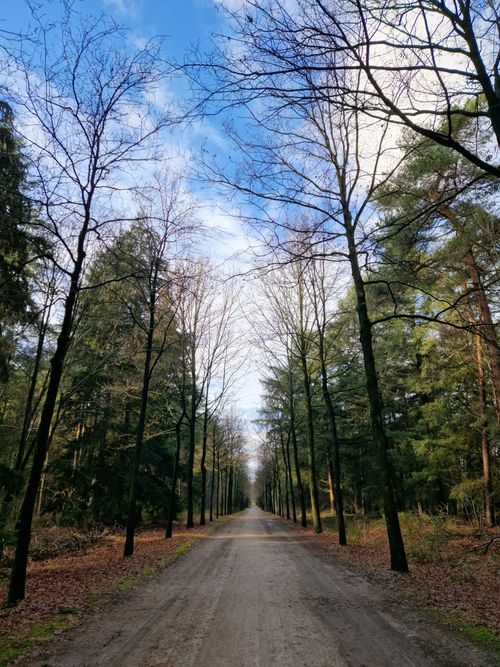 Free Symmetrical dirt road lined with trees in a serene winter forest landscape. Stock Photo