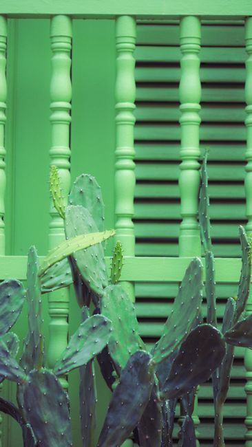 Cactus plant with a fresh green background featuring wooden balustrades.