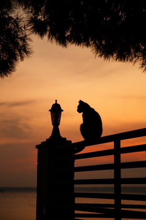 Kostenloses Stock Foto zu dämmerung, haustier, katze