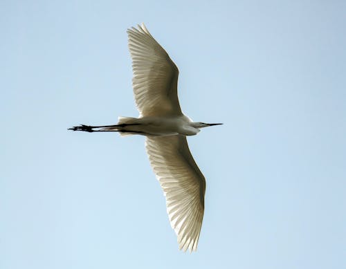 Flying Little Egret