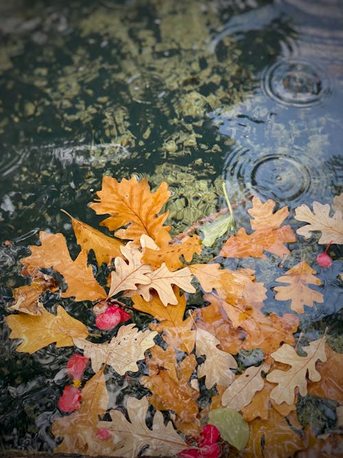 Autumn Leaves in Puddle