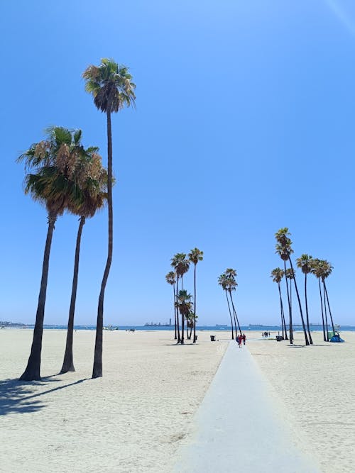 Palm Trees and a Walkway on the Beach 