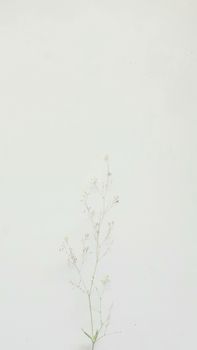 Delicate wildflower isolated in a misty pastel fog, evoking tranquility.