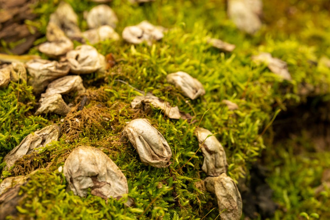 Dry Fungus on the Moss 
