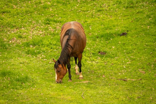 Close-up of a Horse in the Pasture 