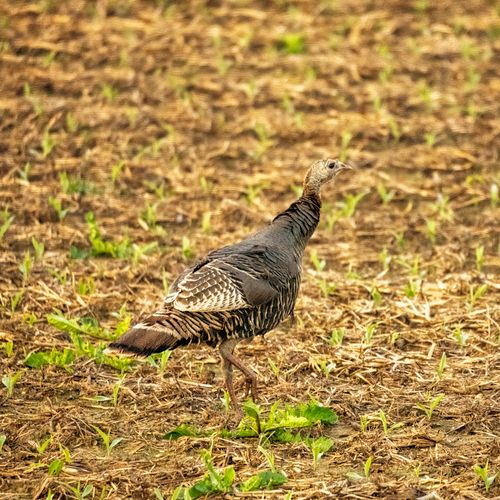 Free A wild turkey forages in a rural field in Pepin, Wisconsin. Stock Photo