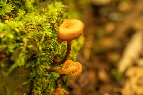 Close-up of Fungi and Moss 