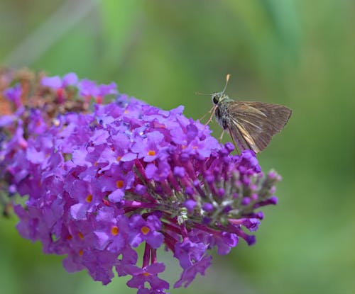 Moth Resting on a Flower