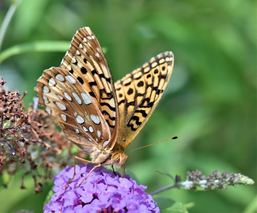 Close-up of a Butterfly Sitting on a Flower