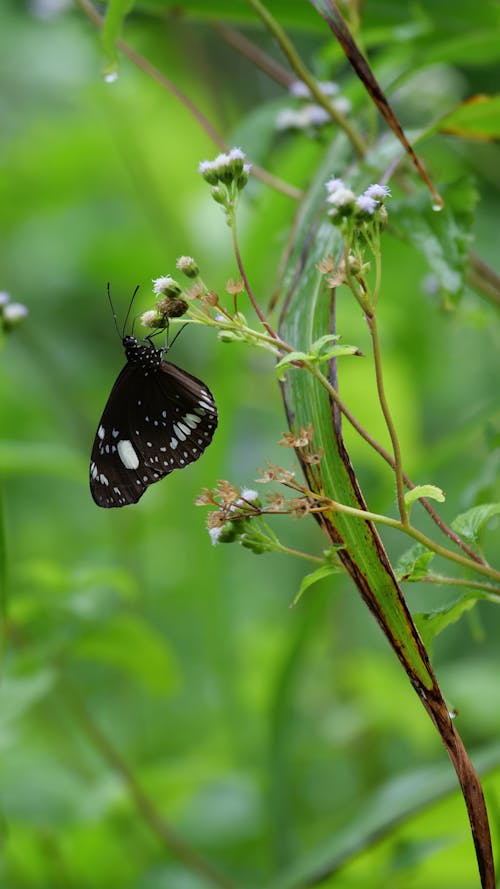 Close-up of a Butterfly 