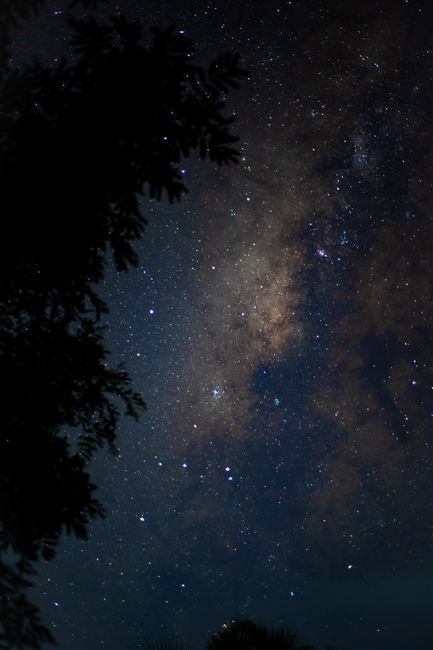 A breathtaking vertical shot of the Milky Way galaxy over treetops at night.