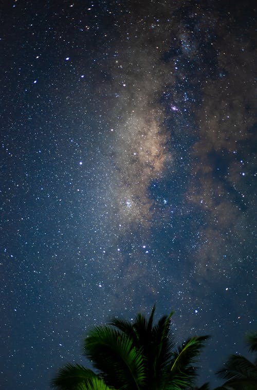 Silhouette of a Palm Tree and Milky Way Galaxy in the Night Sky 