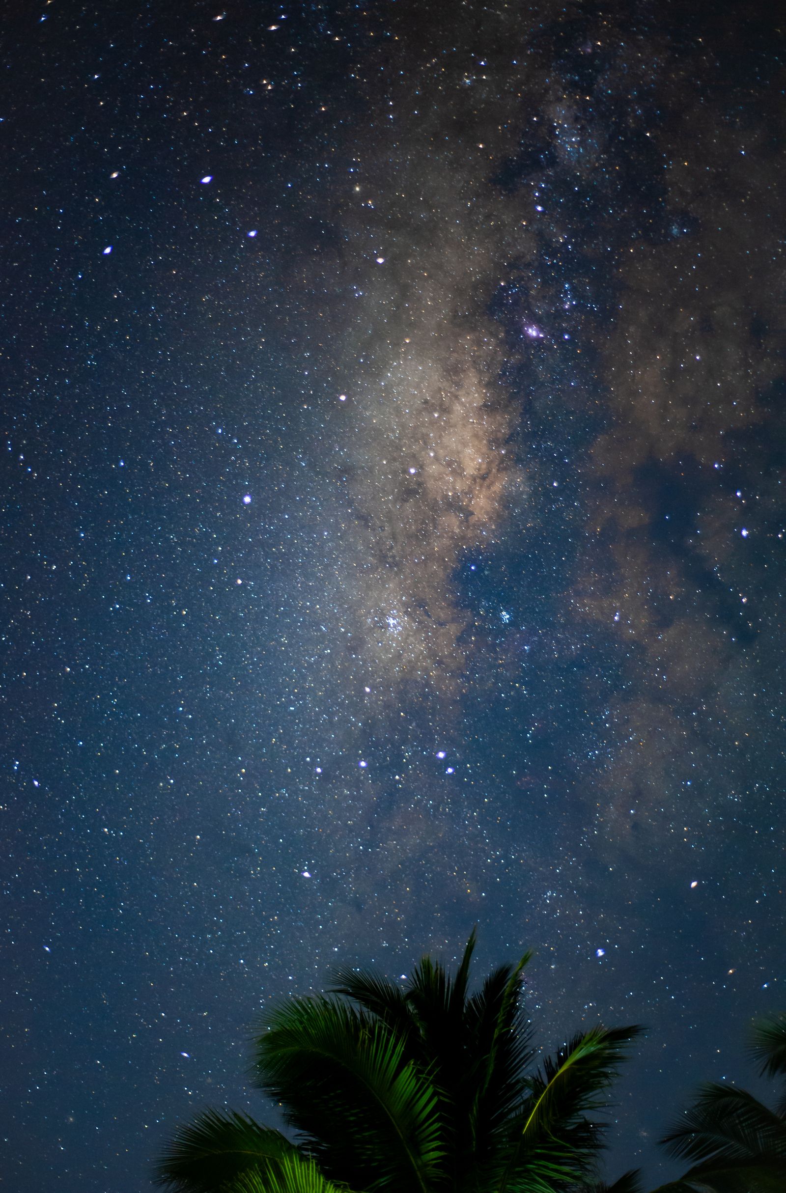Palm Tree Silhouette Against Starry Night Sky · Free Stock Photo