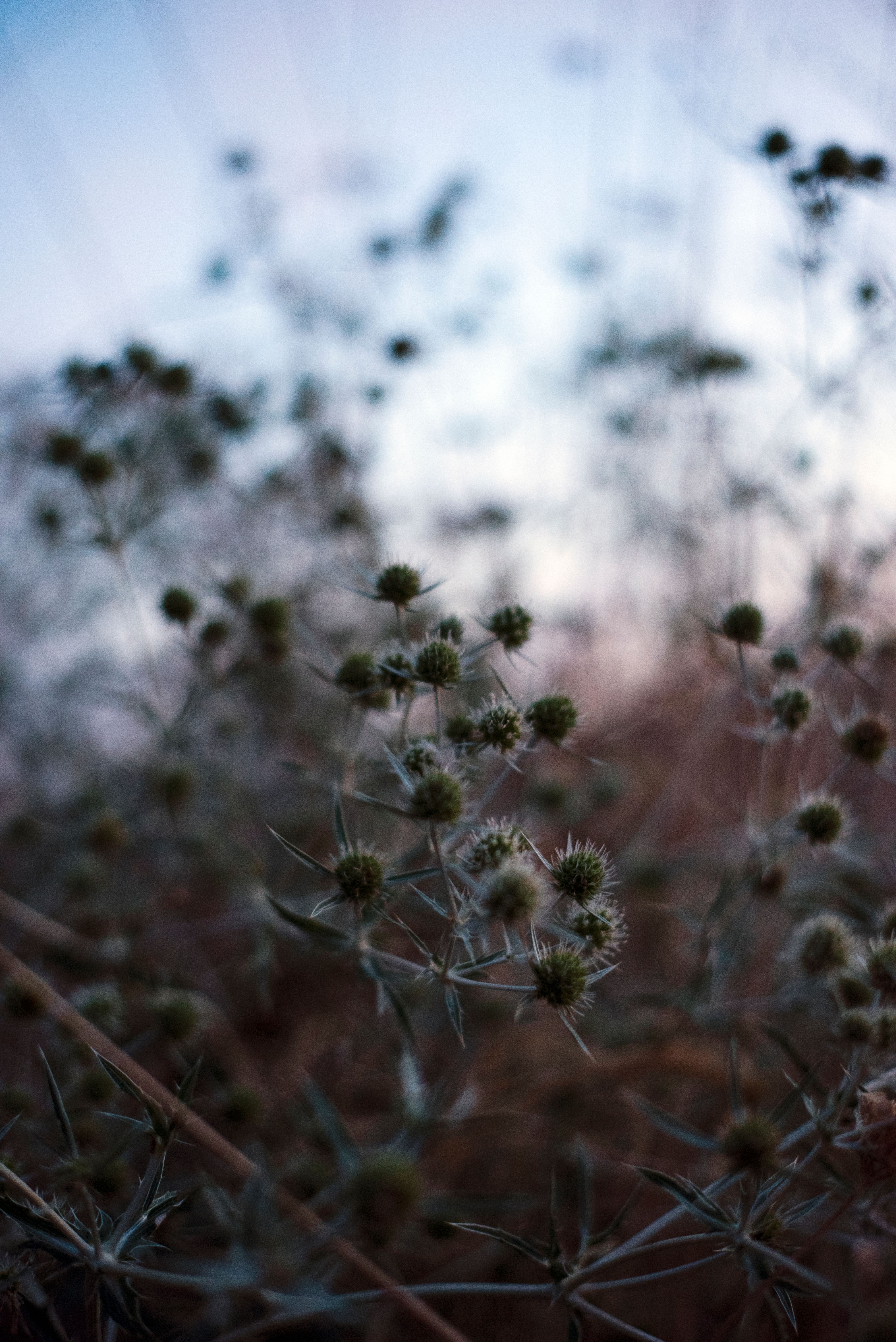 Close-up of Wildflowers · Free Stock Photo