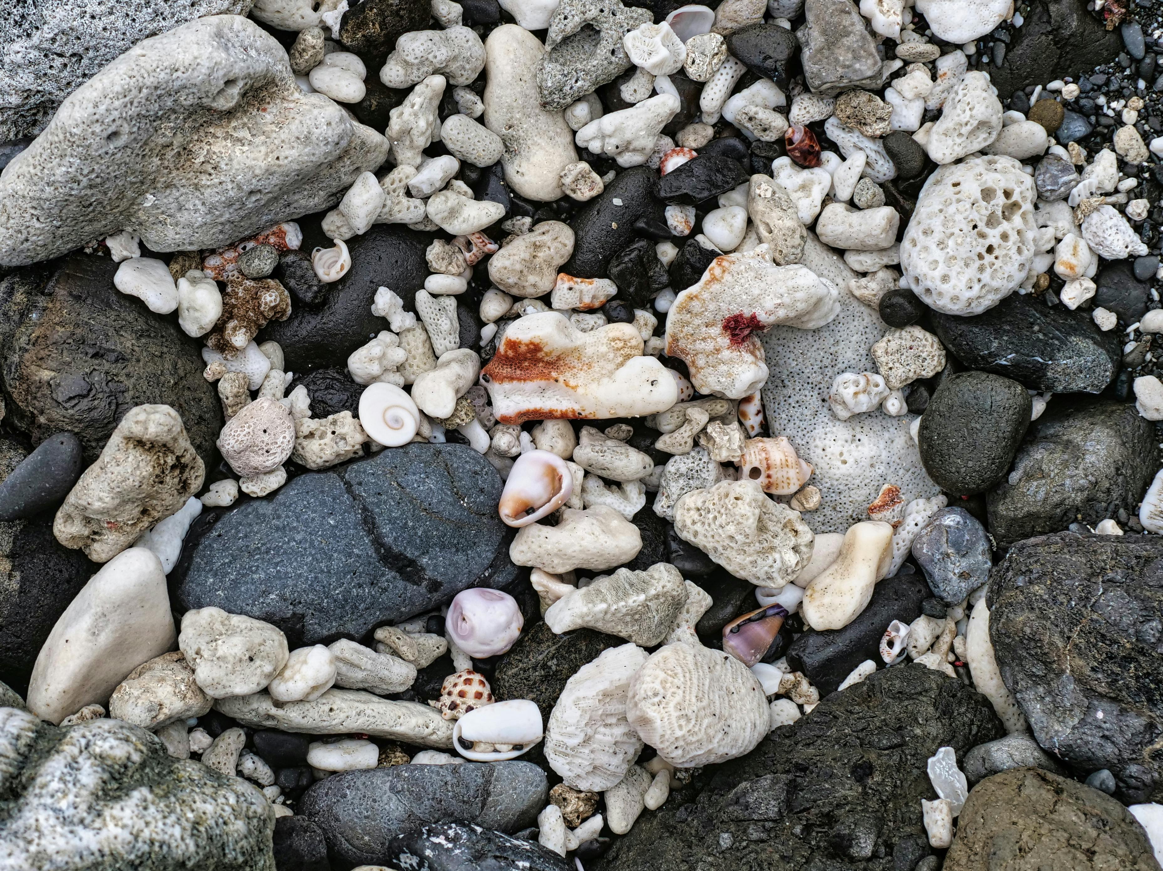 Colorful Seashells and Pebbles