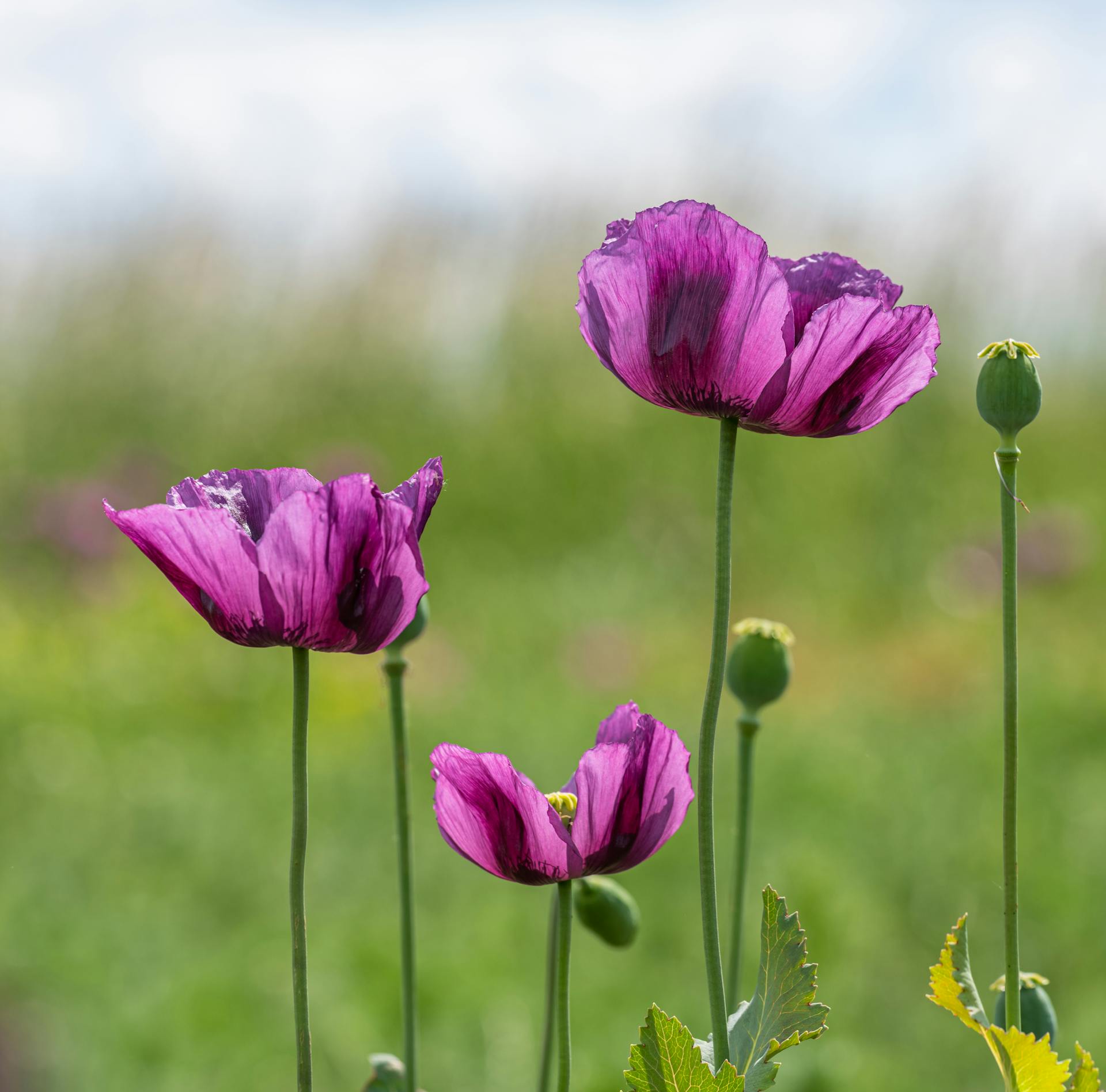 Violet Poppy Flowers and Ripe Seed Pods