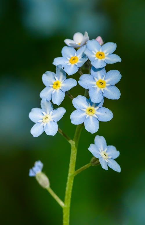 Kostnadsfri bild av blå, blommor, blomning