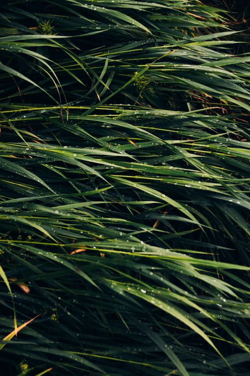 Free Detailed close-up image of wet green grass blades covered with raindrops, showcasing nature's freshness. Stock Photo