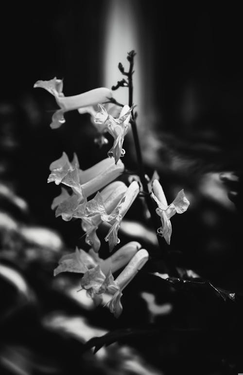 Black and White Photo of Flowers 