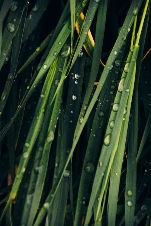 Close-up of Water Droplets on Blades of Grass