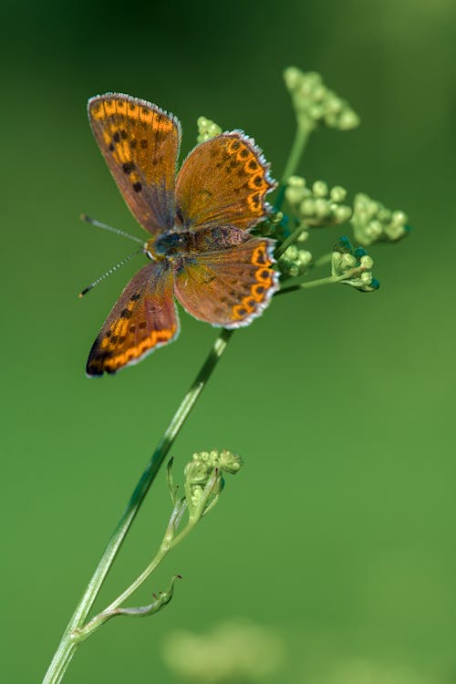 Sooty Copper Butterfly Sitting on a Plant Stalk