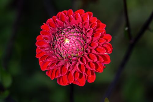 Free A vivid red dahlia flower in full bloom, showcasing its intricate petals and vibrant colors. Stock Photo