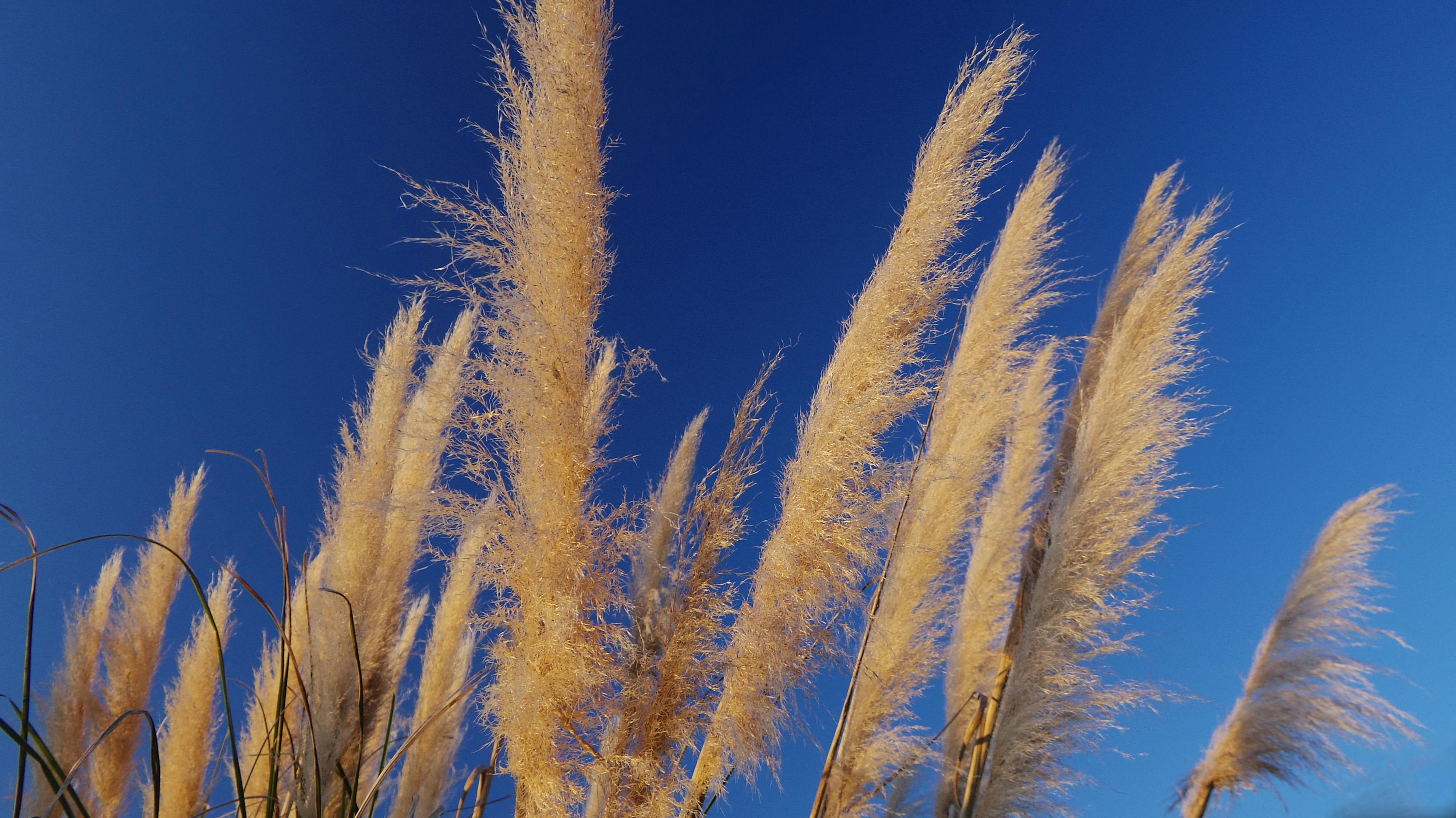 Free stock photo of pampas grass, winter