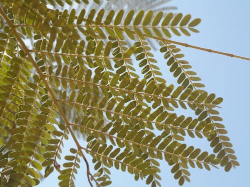 Free stock photo of branch, green Stock Photo