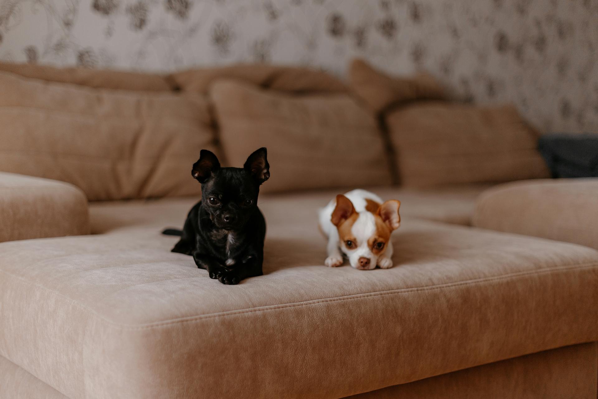 Les chiots sur le canapé