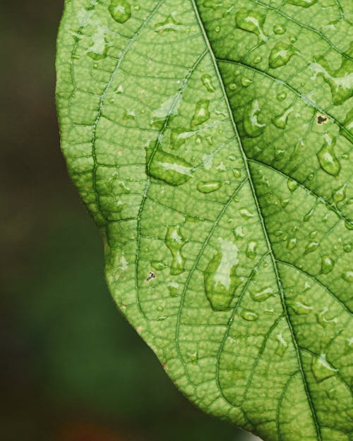 Close-up of Raindrops on a Green Leaf