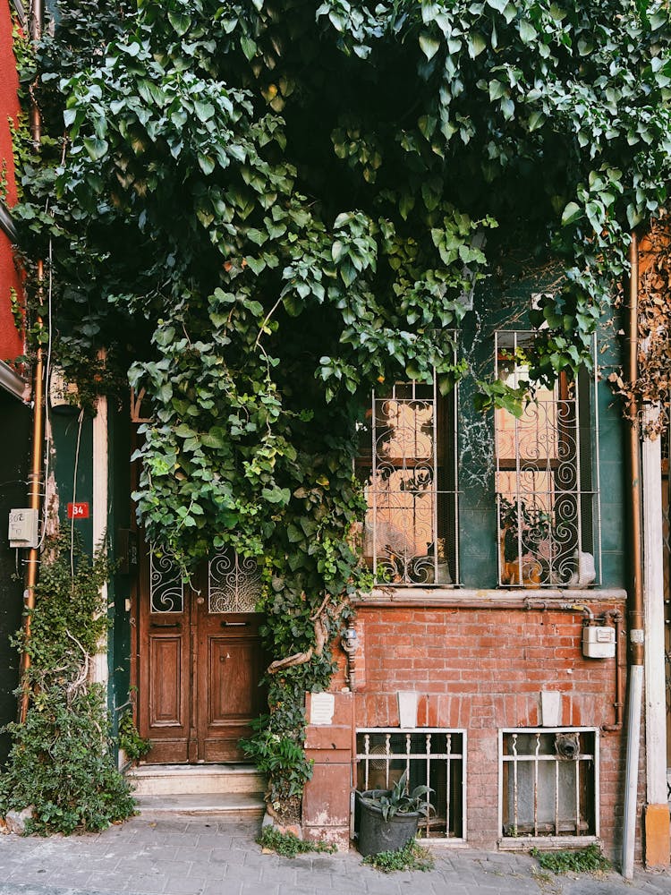 Lush Ivy Vine Hanging Over A House Entrance