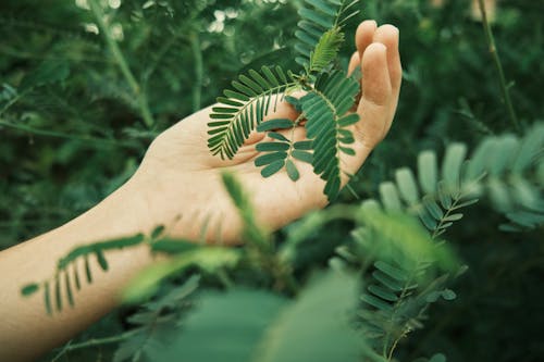 Close-up of a Person Touching a Branch with Green Leaves