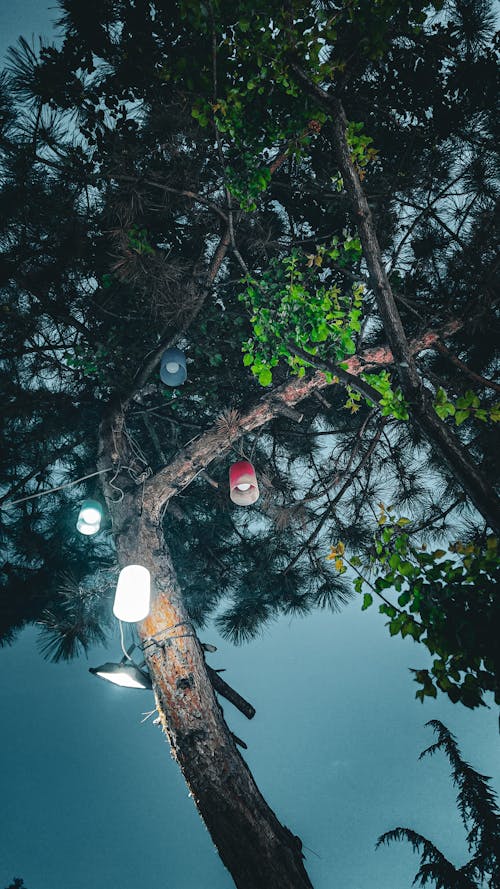 Безкоштовне стокове фото на тему «ankara, вечірнє небо, дерево»