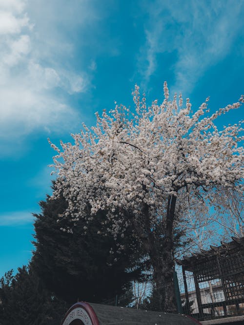 Kostenloses Stock Foto zu ankara, baum, blauen himmel