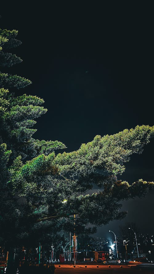 安卡拉, 樹, 綠色 的 免費圖庫相片