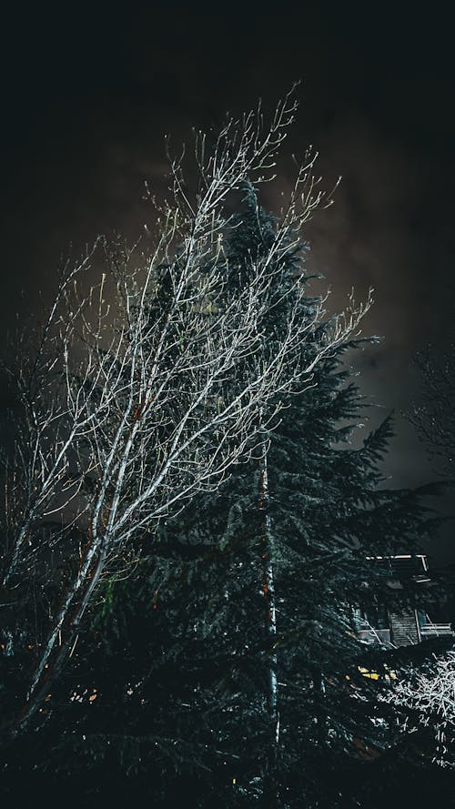 晚間, 樹 的 免费素材图片