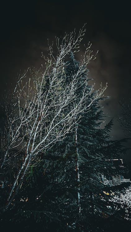 晚間, 樹 的 免费素材图片