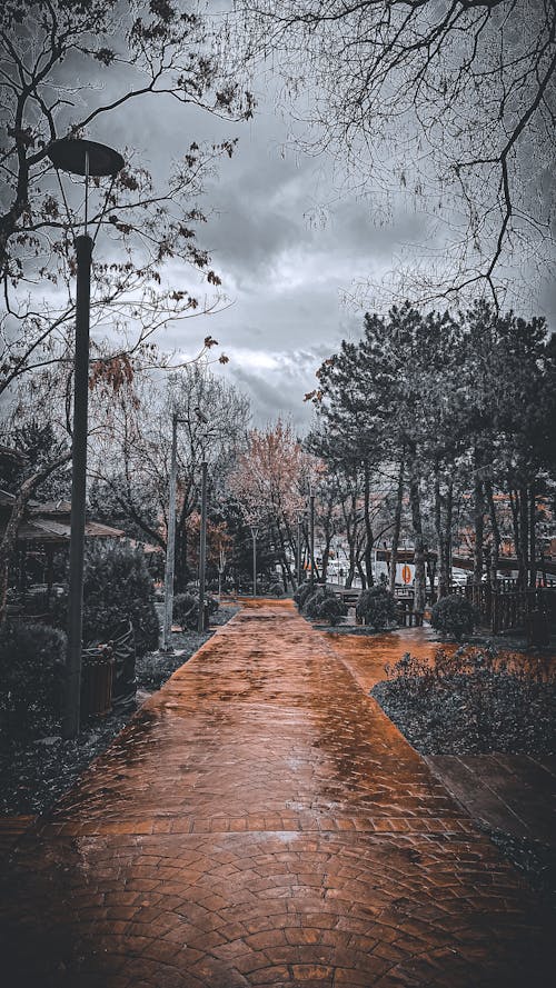 Бесплатное стоковое фото с анкара, дерево, дождь