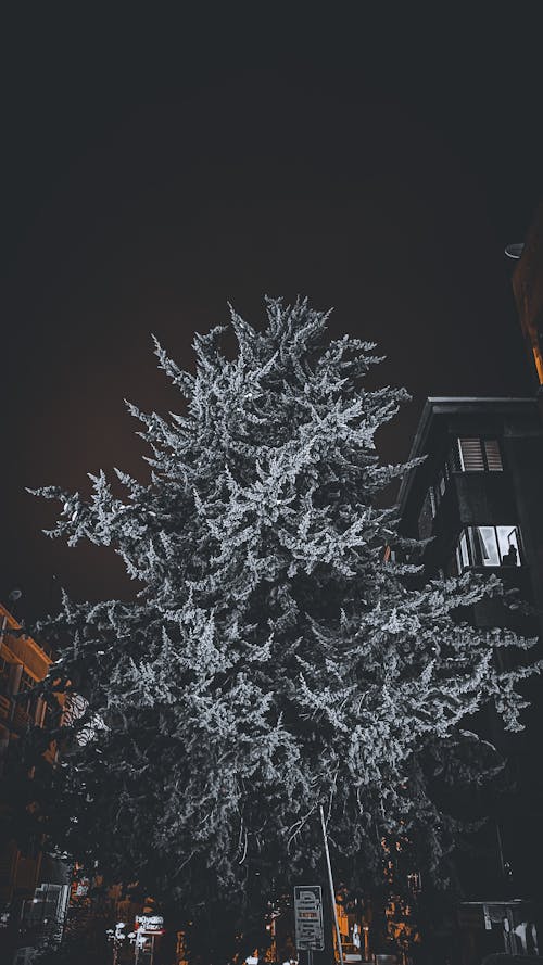 晚間, 樹, 街 的 免费素材图片