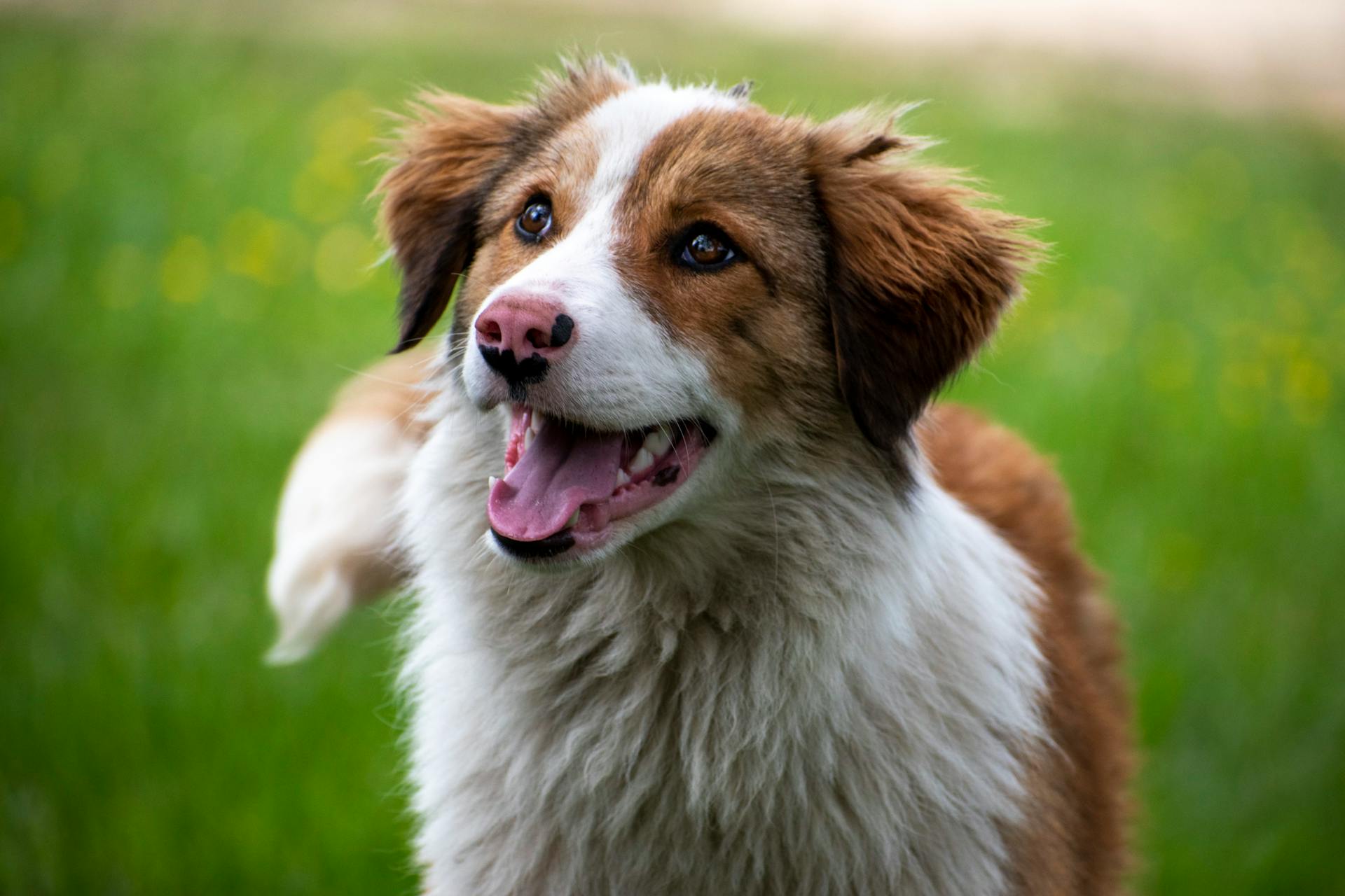 Un adorable berger australien