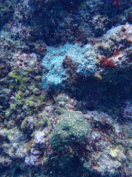 Exploring the colorful coral reef ecosystem underwater with diverse marine life.