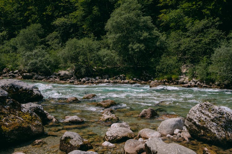 Wild Stream In Summer