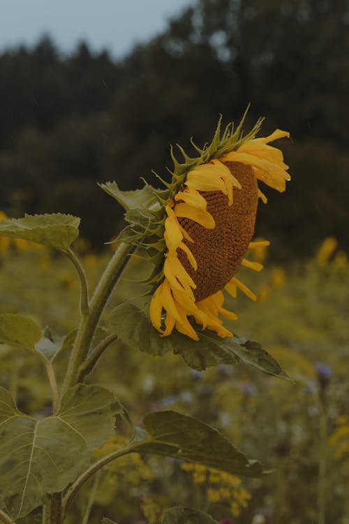 Sunflower in a Field