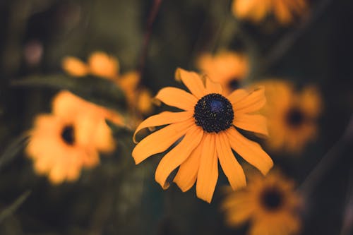 Close-up of Orange Coneflowers in a Garden