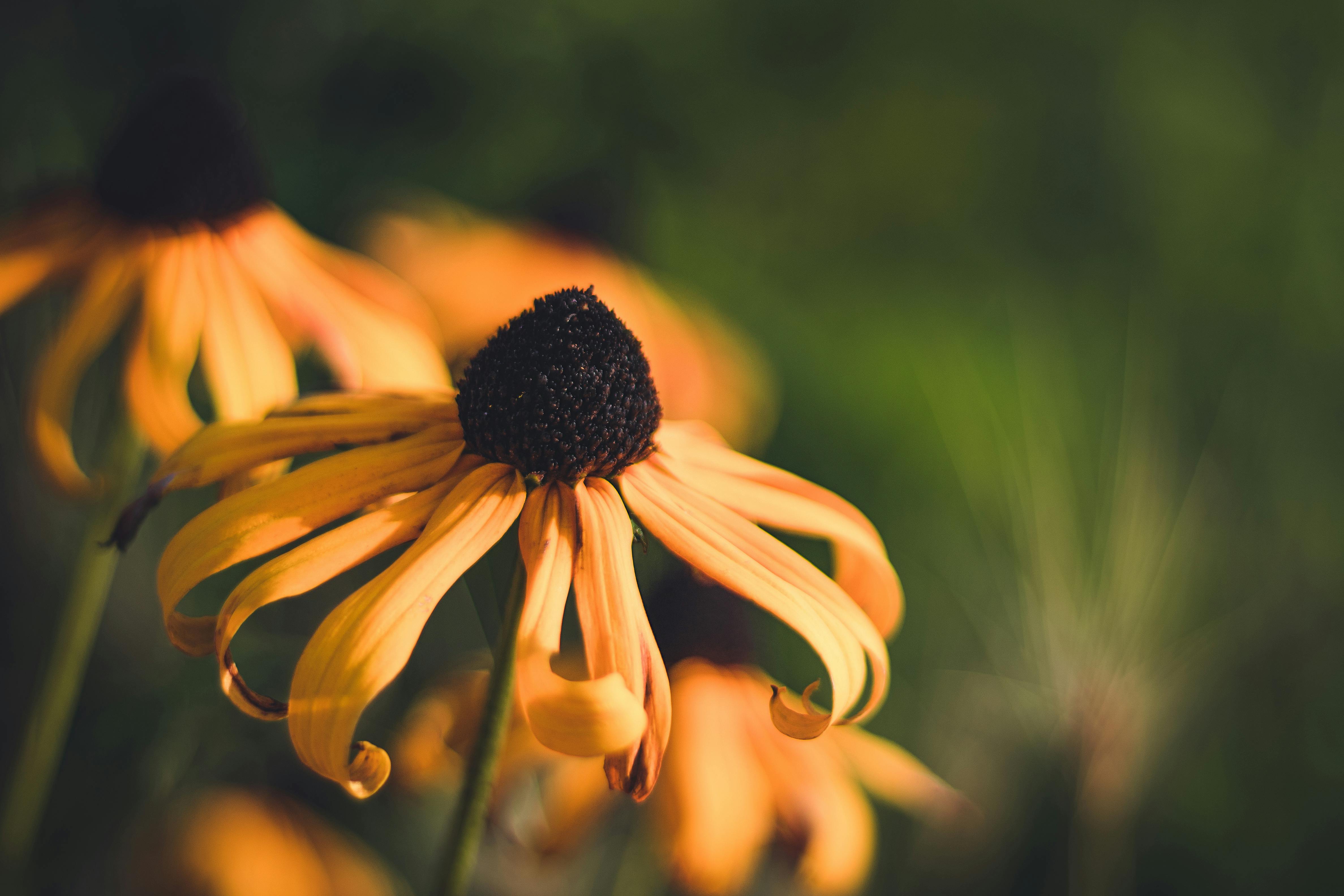 Black eyed susan flower · Free Stock Photo