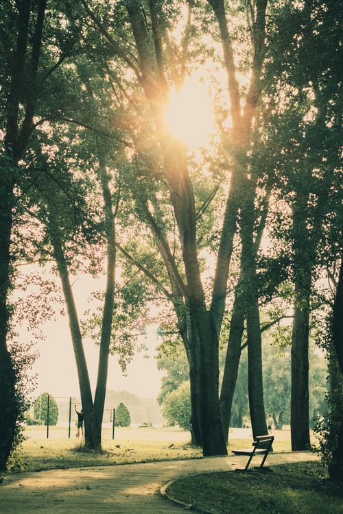 Free Peaceful footpath in Osijek park with sunlight filtering through tall trees. Stock Photo