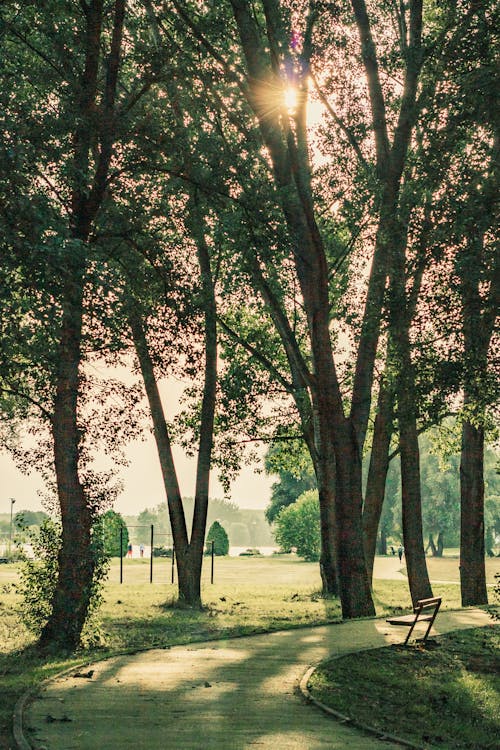 Trees in Park