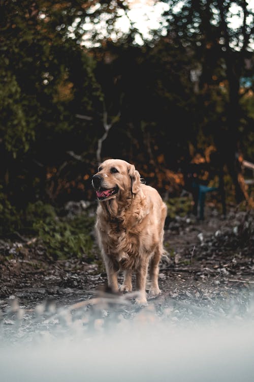 Бесплатное стоковое фото с золотистый ретривер, любитель собак, милая собака